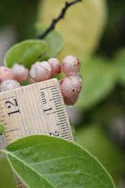 Image result for Clausena