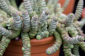 Image result for Crassula schimperi