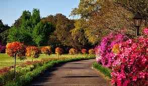 Check spelling or type a new query. Planting For Four Season Colour Royal City Nursery