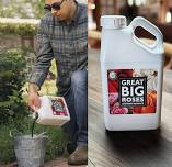 Great Big Roses