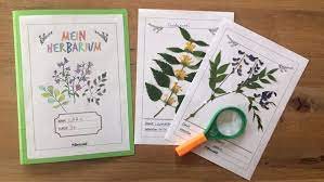 Wir empfehlen, die einzelnen pflanzenseiten zu beschriften, bevor die pflanze darauf befestigt wurde. Herbarium Anlegen Tipps Vorlagen Betzold Blog