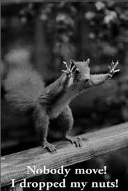 32 best funny animal pictures #funny #animals. 10 Funny Animal Quotes