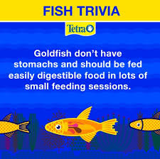 Fish Trivia Goldfish Don T Have Stomachs And Should Therefore Be Fed Easily Digestible Food In Lots Of Small Feeding S Tetra Fish Animals Information Goldfish