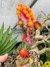 Image result for Cyphostemma adenocaule