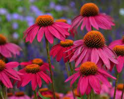 Echinacea Purpurea Powwow Wild Berry Is A Clear Gold Medal Contender For The Incredible Color Or It Flower Landscape Flowers Perennials Deer Resistant Plants