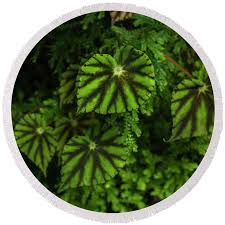 Image result for Begonia quadrialata