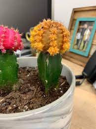 That will cause the root system to. My Cactus Is Turning Brown At The Top It Used To Be Bright Yellow Is It Dying Or Is This Normal Succulents