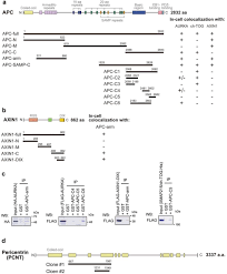 Customer service you can also: Apc Mutant Cells Exploit Compensatory Chromosome Alterations To Restore Tumour Cell Fitness Biorxiv