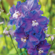 Image result for Delphinium