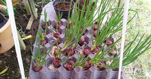 Check spelling or type a new query. Tips Cara Menanam Bawang Di Aqua Gelas Petani Bawang
