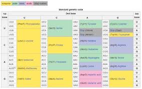 standard genetic code table brain facts protein synthesis dna transcription