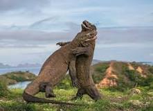 Komodo Dragon — Global Conservation