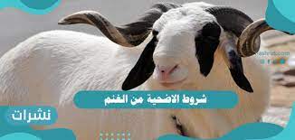 شروط الأضحية في الإسلام : Ø´Ø±ÙˆØ· Ø§Ù„Ø§Ø¶Ø­ÙŠØ© Ù…Ù† Ø§Ù„ØºÙ†Ù… Ø§Ù„Ø¹ÙŠÙˆØ¨ Ø§Ù„Ù…Ø§Ù†Ø¹Ø© Ù„Ø¥Ø¬Ø²Ø§Ø¡ Ø§Ù„Ø£Ø¶Ø­ÙŠØ© Ø£ÙØ¶Ù„ Ø£Ù†ÙˆØ§Ø¹ Ø§Ù„Ø£Ø¶Ø­ÙŠØ© Ù†Ø´Ø±Ø§Øª