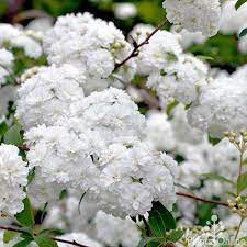Plant addicts is your source for beautiful white bushes, planters, tools & more. Spirea Cantoniensis May Bush Australian Plants Online Hedging Plants Spirea Australian Plants