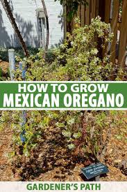 Flowering will result in a loss of leaf flavor. How To Grow Mexican Oregano Gardener S Path