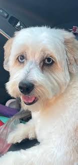 Adoptable puppy for active family