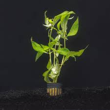 Image result for Hygrophila