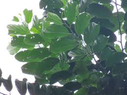 Image result for Strombosia