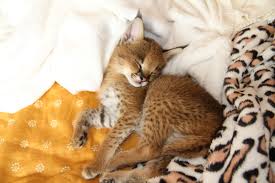 They have a spotted pattern similar to the serval, but on a darker background. Caraval Wikipedia