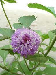 Tips menanam bunga, tips merawat bunga 0. The Flowers Are Rare And Magical Bunga Langka Dan Ajaib Steemit