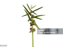 Image result for Ammannia baccifera