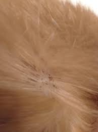 Slicked back hair continues to be one of the most popular men's hairstyles. Cat With Black Dots On Skin They Are Not Moving So I Don T Think They Re Fleas Any Suggestions As To What This Could Be Animalhelp
