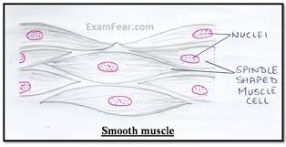 It is the main muscle of respiration. Cbse Ncert Notes Class 9 Biology Tissues