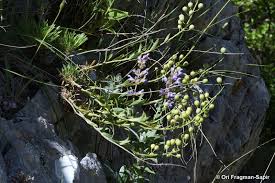 Image result for Aurinia