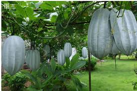 Image result for Telfairia occidentalis