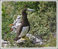 Maybe you would like to learn more about one of these? Daftar Nama Burung Langka Dan Terancam Punah Nama Gambar Binatang A Z