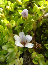 Image result for Bacopa monnieri