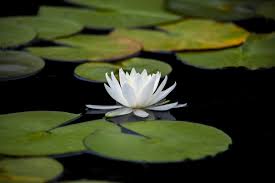 We did not find results for: 16 Plants To Grow In Your Water Garden And 6 To Avoid Lawnstarter