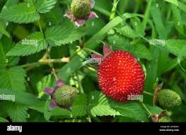 Image result for Rubus rosifolius