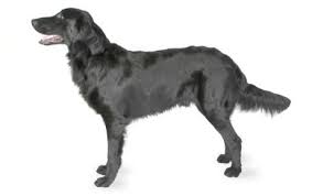 Check spelling or type a new query. Flat Coated Retriever Dog Breed Information Pictures Characteristics Facts Dogtime