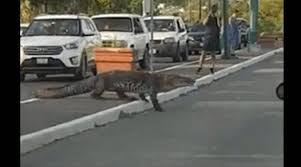 Posteriormente, luego de hacerse viral el video, las autoridades lamentaron lo ocurrido e informaron que los restos del paseante fueron hallados horas después de haber iniciado. Cocodrilo Detiene El Trafico En Tampico El Diario De Ciudad Victoria