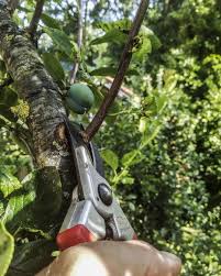 Sommerschnitt An Obstbaumen Der Sommerschnitt Reguliert Das Wachstum Des Baumes Und Verhindert Pilzbefall Da Gartenpflege Garten Landschaftsbau Garten Design
