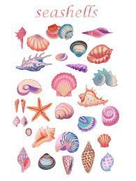 Seashells Png Clipart Watercolor Seashellmarine Wall Art Etsy In 2021 Etsy Wall Art Art Seashell Clipart