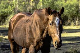 Image result for tbn:tVj6rqcH-AQR9M::www.pregonagropecuario.com.ar/images/caballo_overo.jpg