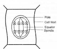 Online onion root tips determining time spent in different phases of the cell cycle Draw A Well Labelled Diagram To Show The Anaphase Stage Of Mitosis In A Plant Cell Having Four Chromosomes Sarthaks Econnect Largest Online Education Community