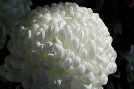 Pin By Janet Gibson On Wedding White Chrysanthemum Birth Flowers Happy Flowers