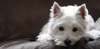 After all, they will want to ensure that their dog goes to a good home. West Highland White Terrier Breeders Australia West Highland White Terrier Info Puppies