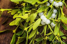 Obraz jemioła roślin na wymiar • drewno, tło, charakter • REDRO.pl