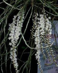 Image result for Microcoelia corallina