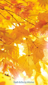 We did not find results for: Fall Leaves Iphone Wallpaper Fall Wallpaper Autumn Leaves Wallpaper Leaves Wallpaper Iphone