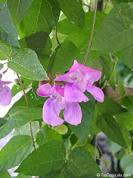 Image result for Vigna radicans