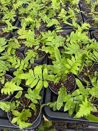 Image result for Blechnum tabulare