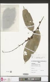 Image result for Afrostyrax