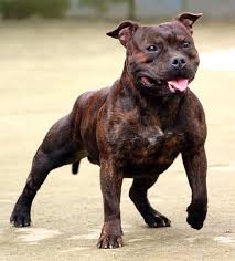 Home » dog breeds » american staffordshire terrier. American Staffordshire Terrier Dog Breeds Staffy Dog Bull Terrier