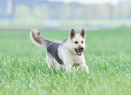 East european shepherd vs german shepherd. East European Shepherd Breed Information Characteristics Heath Problems Dogzone Com