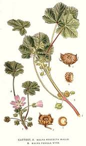 Image result for Malva
